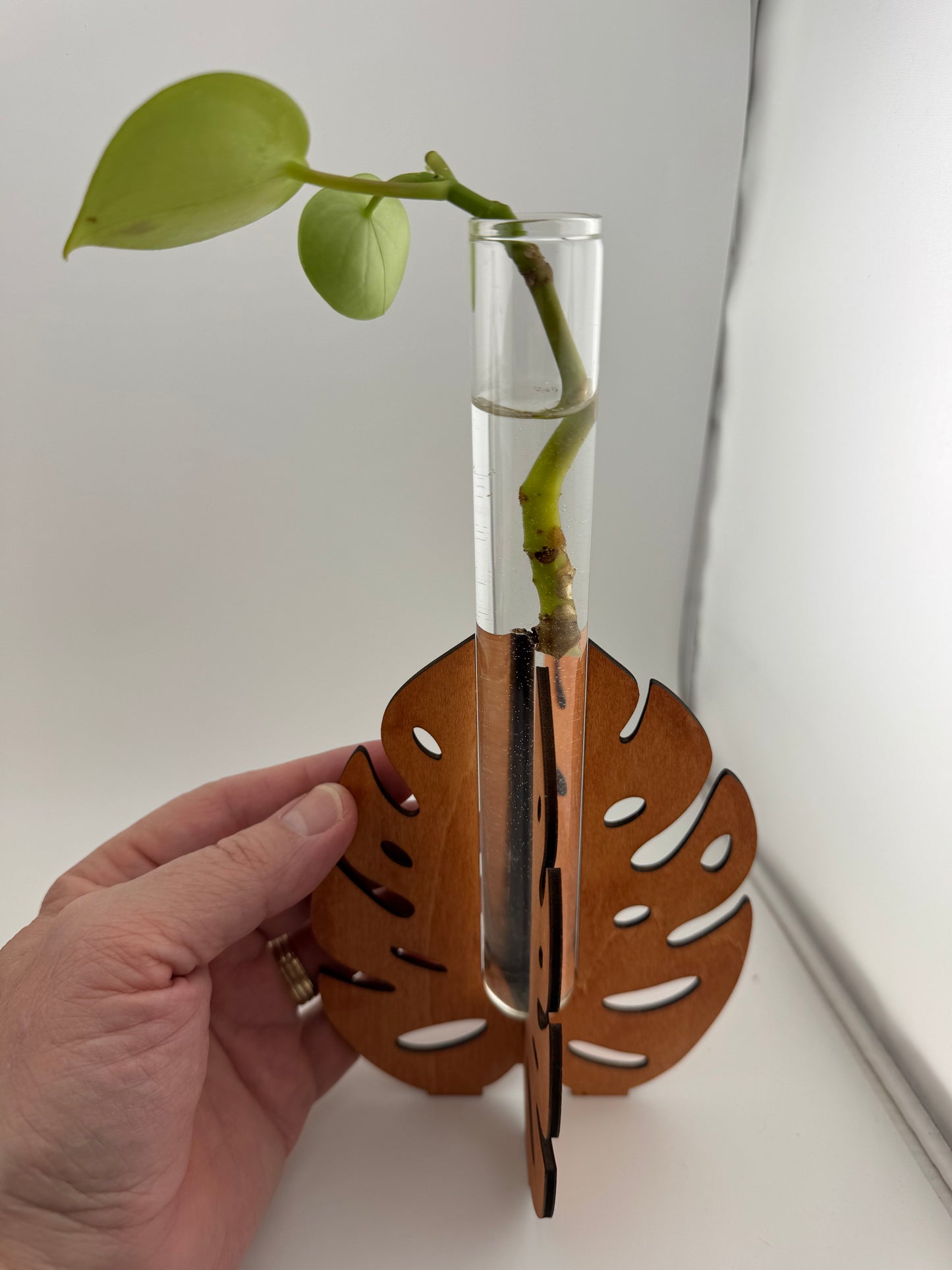 Propragation Station -- Laser -- Monstera -- Small